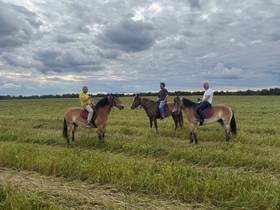 Horseback ride across a field