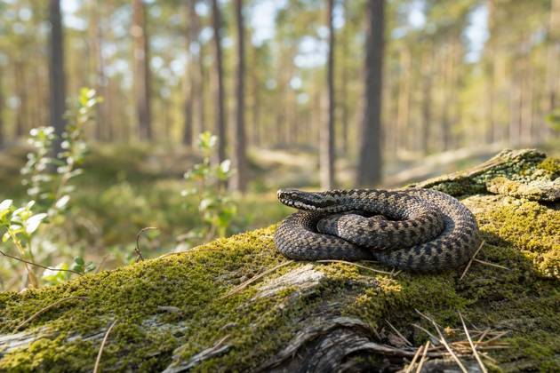 Adder on a mossy log in the forest